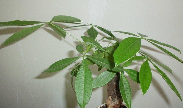 大规模干枯，落叶，那些濒临死亡的植物该如何拯救