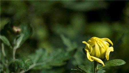 菊花图片