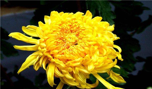 菊花不现蕾不开花怎么办