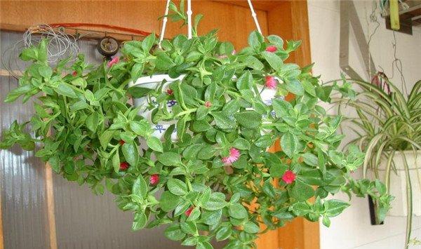 牡丹吊兰不开花怎么办