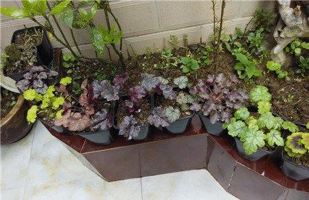 矾根的病虫害及其防治 矾根的病虫害及其防治