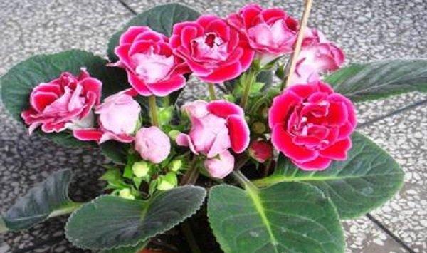 大岩桐不开花怎么办