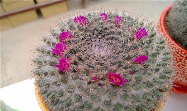 玉翁不开花怎么办