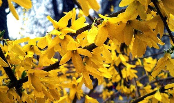 连翘为什么可以反季节开花