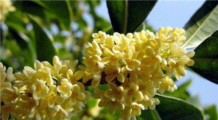 桂花开花不香的原因——养护不当 桂花开花不香的原因——养护不当