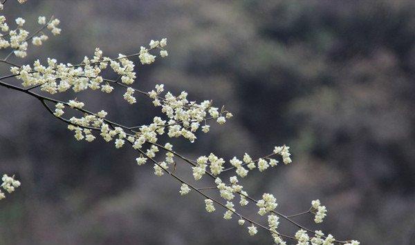 桂花开花为什么不香