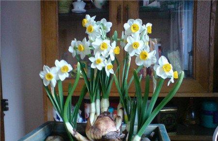 水仙花