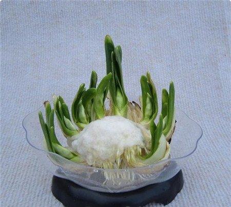 哑花水仙