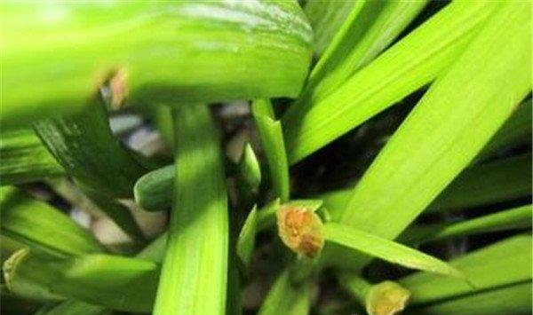 怎么避免水仙花出现“哑花”