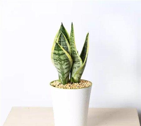 盆太深 盆太深