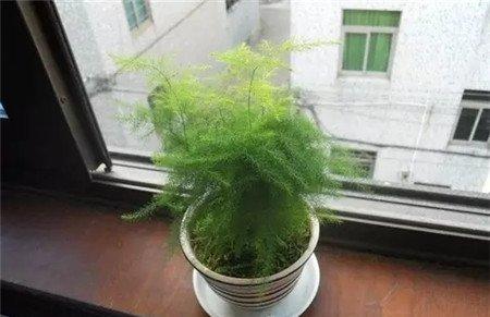 浇水太少 浇水太少
