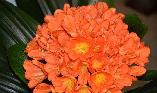 吊兰绿萝…花卉冬季死亡原因，不看就悔死了