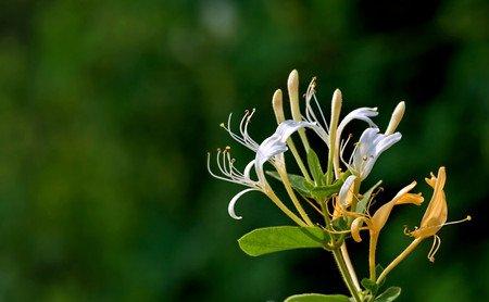 金银花开花的养护 金银花开花的养护