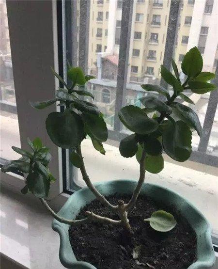 光强水少，干旱