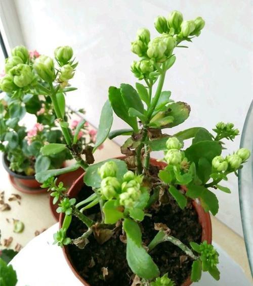 长寿花