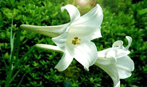 百合花花苞长不好怎么办