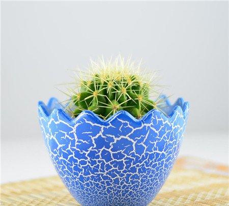 仙人球长歪——植物的生长特性 仙人球长歪——植物的生长特性