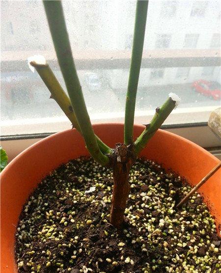 月季花黑杆怎么处理 月季花黑杆怎么处理