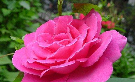 月季花黑杆的原因 月季花黑杆的原因