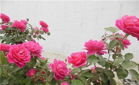 月季花养护养分不足 月季花养护养分不足