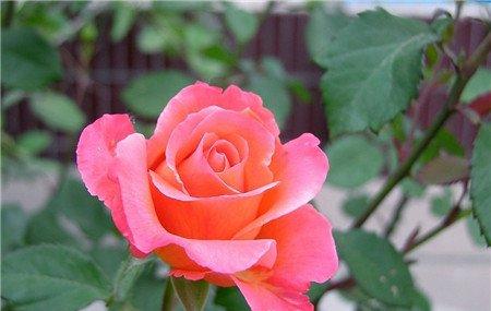 月季花没有疏蕾 月季花没有疏蕾
