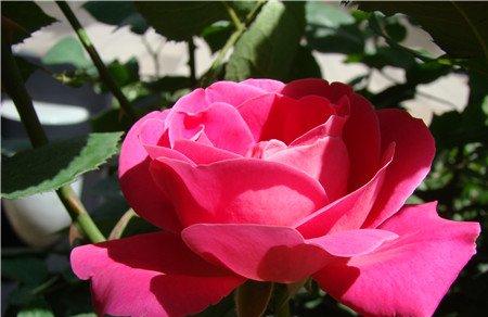 月季花养护光照不足 月季花养护光照不足