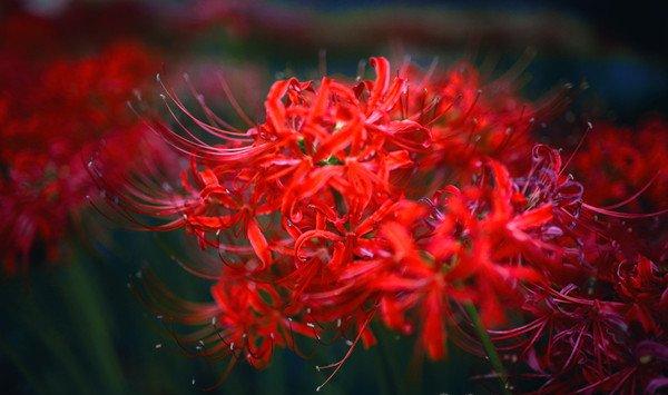 彼岸花不开花怎么办