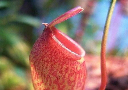 猪笼草不长笼子——没有异性植株 猪笼草不长笼子——没有异性植株