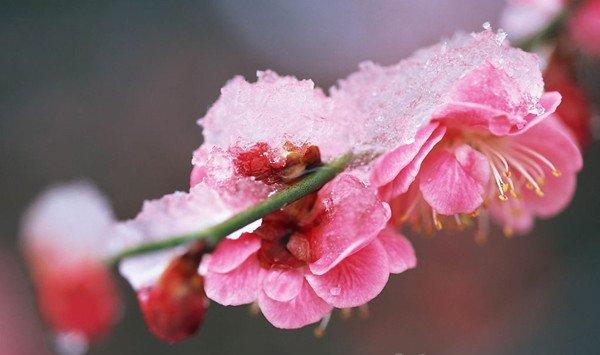 梅花夏季落叶要怎么办