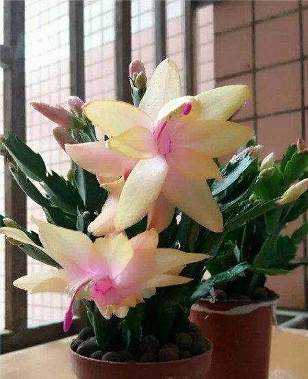 落蕾原因三:浇水太多或太少 落蕾原因三:浇水太多或太少