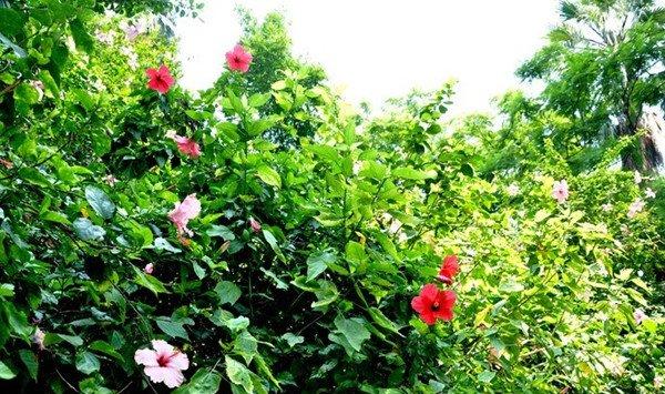 扶桑为什么不开花