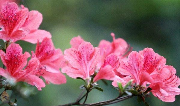 杜鹃花花蕾枯萎怎么办