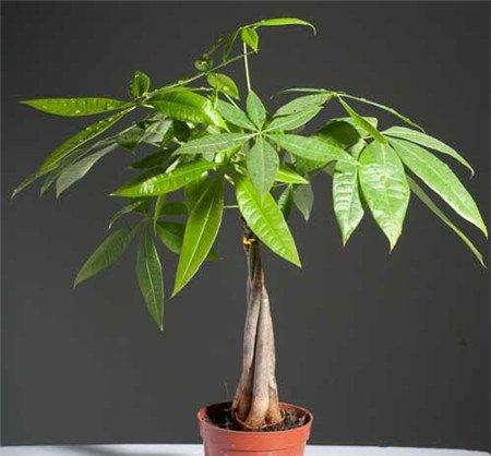 发财树徒长的原因 发财树徒长的原因