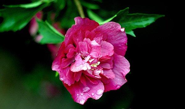木芙蓉花有蕾不开花怎么回事