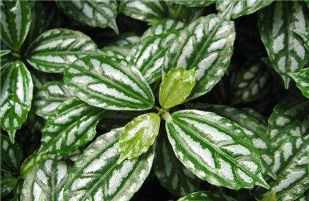 冷水花的修剪 冷水花的修剪