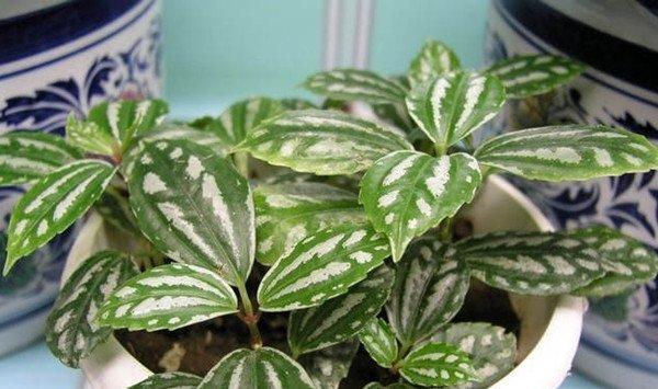 冷水花株形散乱怎么办