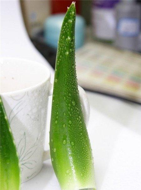 芦荟叶子变软是浇水过多的缘故 芦荟叶子变软是浇水过多的缘故