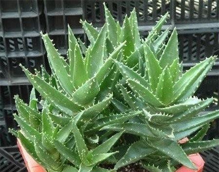 芦荟叶子变软是光照太强烈导致的 芦荟叶子变软是光照太强烈导致的