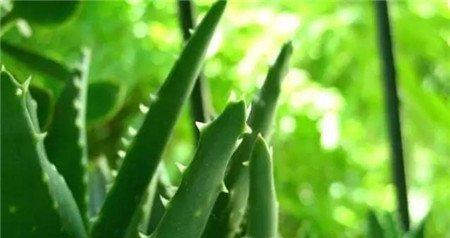 芦荟缺钾导致叶子干瘪 芦荟缺钾导致叶子干瘪