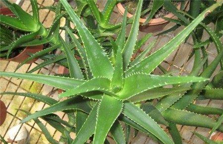 芦荟的土壤不适导致叶子干瘪 芦荟的土壤不适导致叶子干瘪