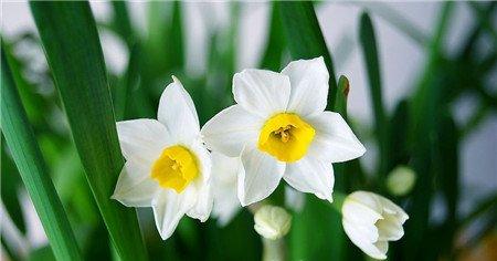 水仙花花蕾干枯是温度过低 水仙花花蕾干枯是温度过低
