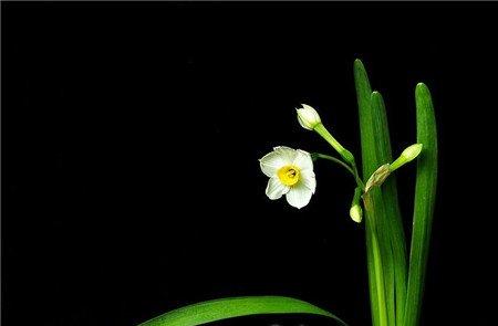 水仙花花蕾干枯是温度过高 水仙花花蕾干枯是温度过高
