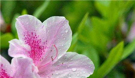 杜鹃花阳光直射 杜鹃花阳光直射