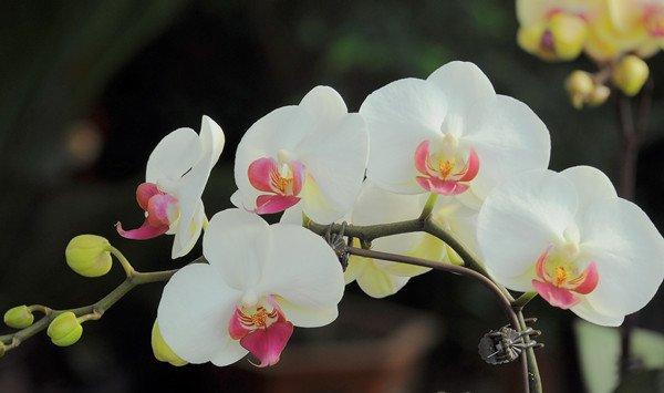 蝴蝶兰长太慢怎么办