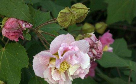 木芙蓉花 木芙蓉花