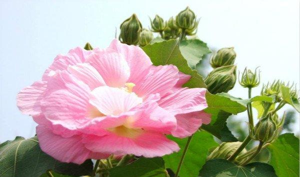 木芙蓉花盆景怎么制作