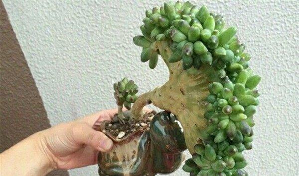 千代田之松缀化了怎么办