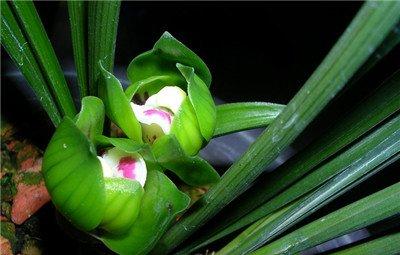 兰苗脱水解决方法:灭菌除虫 兰苗脱水解决方法:灭菌除虫