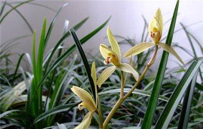 兰花不香原因三:温度过低 兰花不香原因三:温度过低