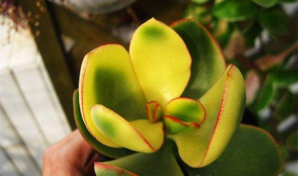 花月锦没锦了怎么办